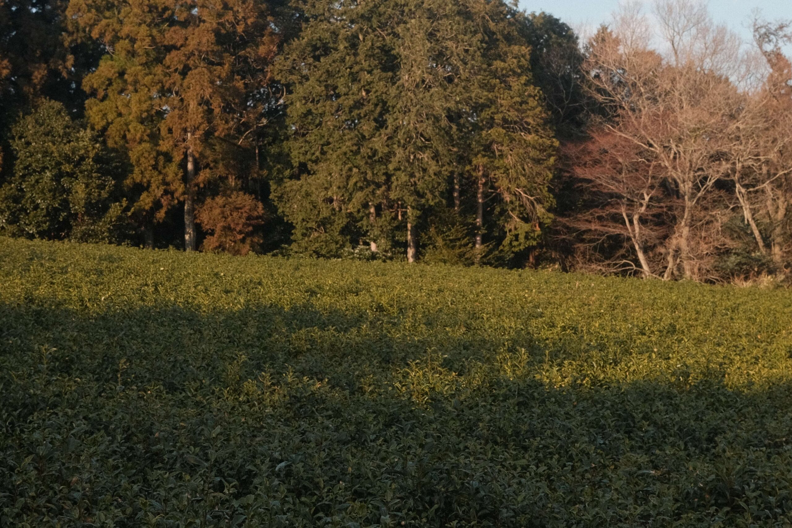 日本の伝統ある抹茶農園と茶文化