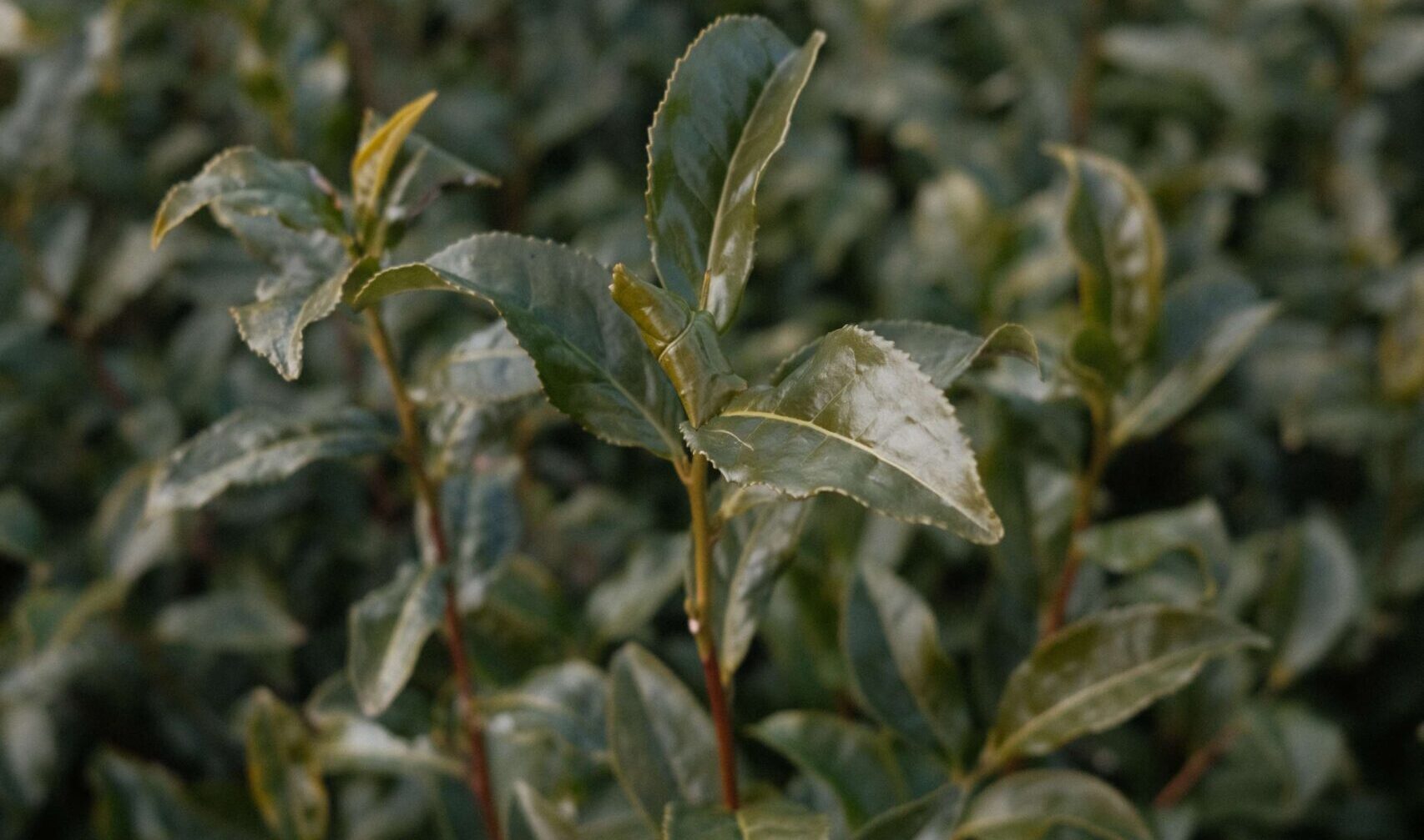 伝統と現代をつなぐ日本茶ビジネス