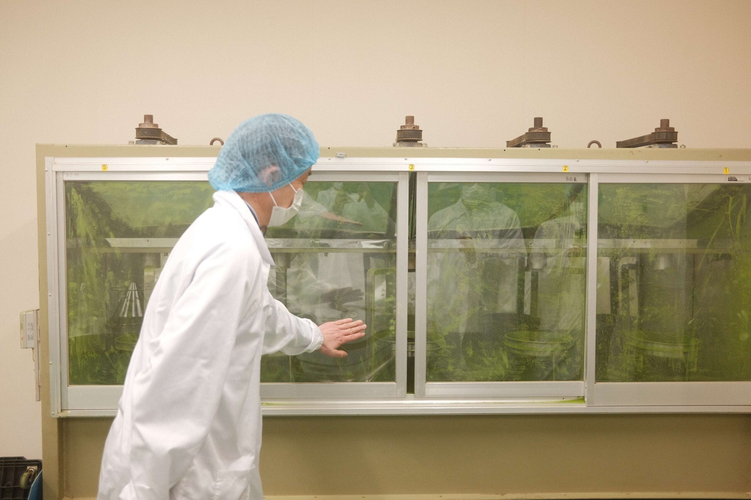 日本茶の製造工程と品質管理の現場