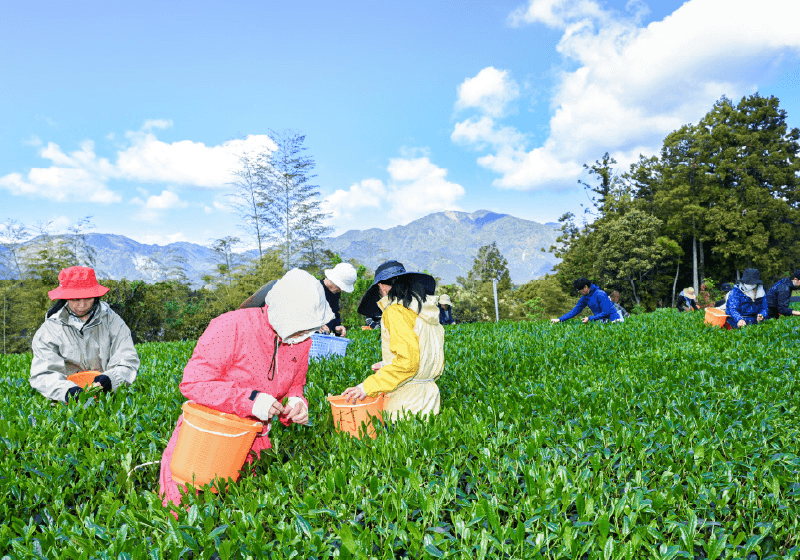Matcha Tea Leaves Farm