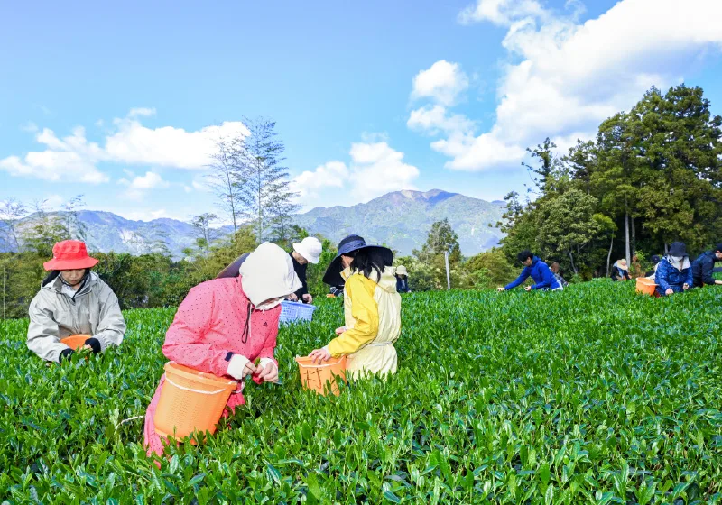 Matcha Tea Leaves Farm