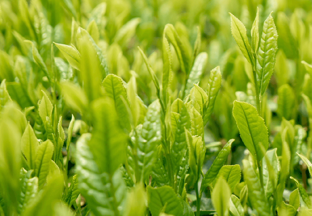 Matcha Tea Leaves